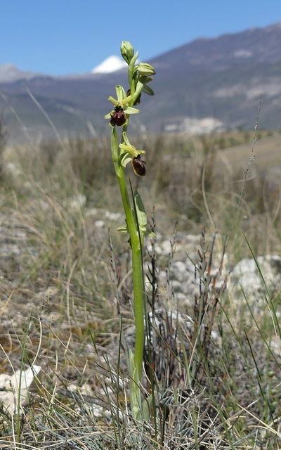 Ophrys precoci nellAbruzzo sud orientale 2022